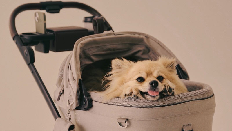 レンタルカート