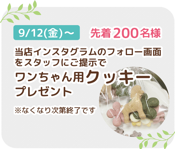 インスタフォローでクッキープレゼント