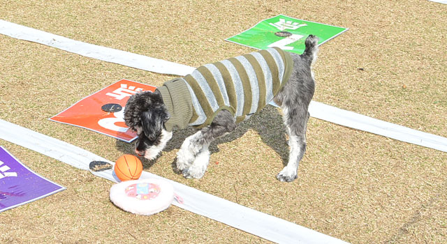 キャッチ＆リリース