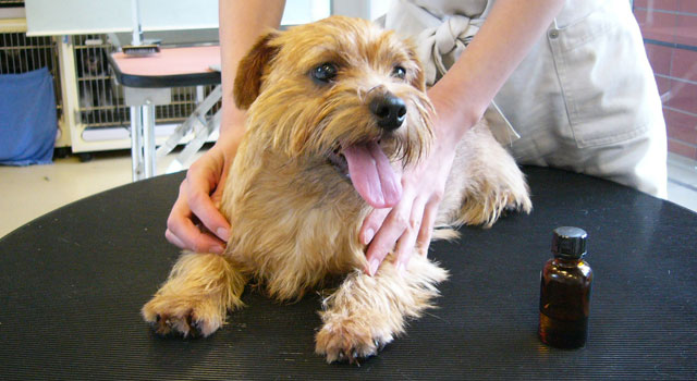 ドッグマッサージ