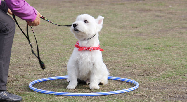 オスワリ＆フセゲーム